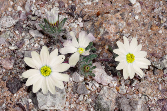 Monoptilon bellioides